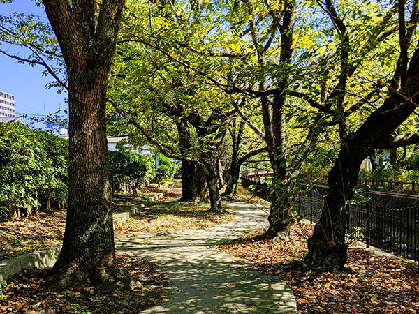 集合住宅の緑地管理